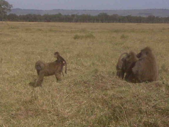 Baboons